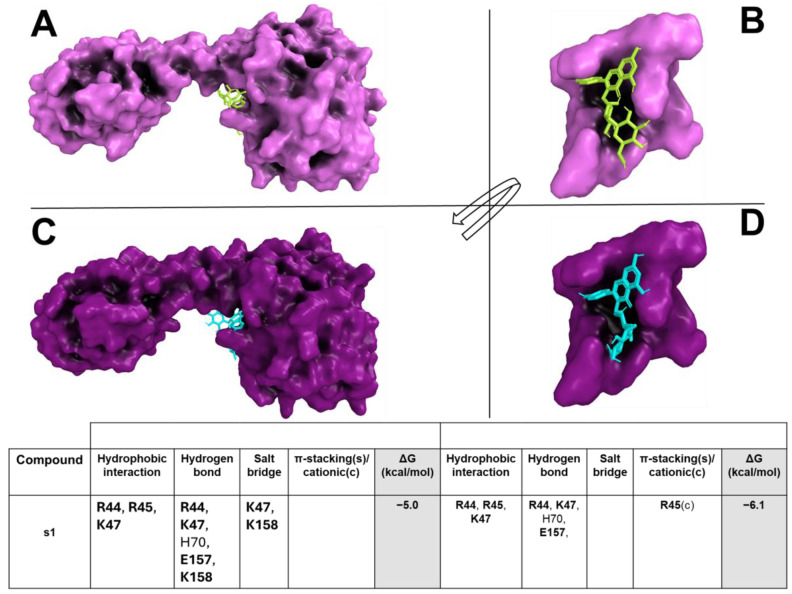 S. aureus and B. subtilis CodY/s1 (CVE extract) interaction overview. The S. aureus and B. subtilis CodY and the enlargement of the binding pockets in complex with compounds are shown with pink (A,B) and purple (C,D) surfaces, respectively. S1 is represented as a yellow (for S. aureus) or cyan (for B. subtilis) stick. The table reports all interaction networks of the compound in complex with the target. The residues marked in bold represent the key binding residues of the target. White boxes, where no residue is reported, mean that no interaction is present between residues and ligand.