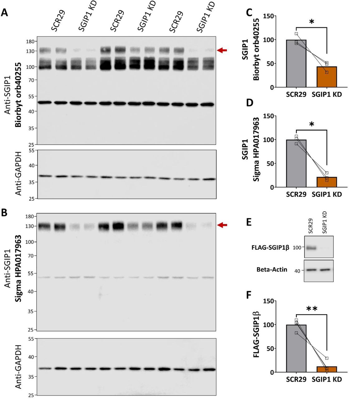 Validation of SGIP1 shRNA and antibodies(A-B) Immunoblots of DIV14 cortical neuronal samples lentivirally transduced with SGIP1 shRNA or a 29mer scrambled control. Two different anti-SGIP1 antibodies were tested: (A) Biorbyt orb40255 and (B) Sigma HPA017963. Both antibodies recognised a band at around 130kDa (red arrow) that was reduced in intensity in SGIP1 shRNA samples compared to the 29mer scrambled control (C-D), suggesting this band is SGIP1 and/or SGIP1α. Biorbyt orb40255 also recognises a non-specific smear from around 100kDa to 120kDa and a band around 50kDa. Sigma HPA017963 also faintly recognised a band around 50kDa. This could represent a non-specific band or possibly a short isoform of SGIP1 or closely related protein that is insensitive to our shRNA. SGIP1b was cloned out of our cortical neurons, suggesting that it may be one of the principal isoforms found in these cells, and FLAG-SGIP1b runs around 100kDa (see E). Sigma HPA017963 does not recognise a band at that molecular weight. However, this is likely because the antigen used to generate this antibody (residues K254-D345) almost completely overlaps with the deletion found in SGIP1b (N273-E438). The epitope used to generate Biorbyt orb40255 (M1-R30) is present in both SGIP1 and SGIP1b, but the non-specific smear from 100kDa to 120kDa likely obscures this band. For clarity, all experiments in Fig. 3 used the Sigma HPA017983 as it produced fewer non-specific bands, with the assumption that all isoforms of SGIP1 would be knocked down in a similar ratio. Blots were stripped and reprobed for GAPDH as a loading control. (C-D) Paired t-tests. n = 3 independent experiments. (E) Representative immunoblots showing shRNA knockdown (KD) of overexpressed FLAG-SGIP1b and a beta-actin housekeeping control in HEK293T cells. FLAG-SGIP1b and a 25-mer SGIP1-targeting shRNA or a 29-mer non-targeting control (SCR29) shRNA were co-transfected into HEK293T cells and left for 3 days. (F) Quantification of data represented in (E). The 25mer shRNA targeting SGIP1 knocked down overexpressed FLAG-SGIP1b by about 88% compared to a scrambled (non-targeting) 29mer control (SCR29). Paired t-test. n = 4 independent experiments.