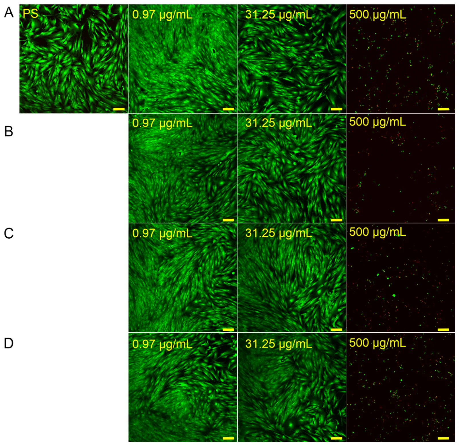 Representative confocal laser scanning microscopy (CLSM) images of Live/Dead staining of BJ human skin fibroblasts after 24 h of incubation with the tested compounds at concentrations of 0.97, 31.25, and 500 µg mL−1. (A)—essential oils obtained from flowers, bracts and leaves of the upper part of the inflorescence; (B)—essential oils obtained from flowers, bracts and leaves from the lower part of the inflorescence; (C)—essential oils obtained from bracts and leaves from the upper part of the infructescence; (D)—essential oils obtained from bracts and leaves of the lower part of the infructescence. PS—negative control (cells cultured on tissue culture polystyrene, without EO treatment). Live cells are shown in green, whereas dead cells are shown in red. Images were acquired at 100× magnification. Scale bar = 100 µm.