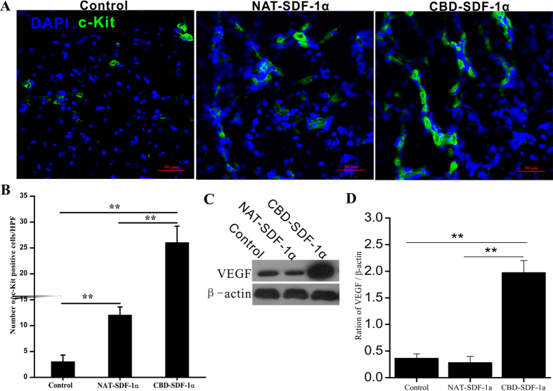 Recruitment of c-kit+ stem cells and the level of VEGF the ischemic area.(A) Representative images of the c-kit+ stem cells that migrated into the ischemic area at 4 days after surgery. (B) Average number of c-kit+ cells in the infarcted heart (n = 6 in each group). CBD-SDF-1α mobilized more c-kit+ cells to migrate to the infarcted heart. (C) The level of VEGF in the ischemic area was detected by Western blot. (D) Quantification of the protein bands (n = 5 in each group). The data are presented as the means ± SEM, **P < 0.01.