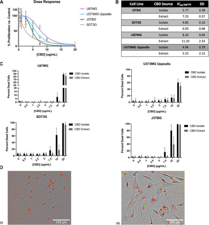 CBD is antiproliferative and cytotoxic to glioma cell lines. (A) U87MG, U373MG, J3TBG, and SDT3G Glioma cells were treated with CBD isolate (0–20 μg/ml) for 96 h. Cell proliferation and dose response were measured via IncuCyte™ Red Object Count. Data are from n = 4 independent repeated experiments. Individual points expressed as mean ± SD, curve fit through a non-linear, variable slope regression (B) IC50 values were determined from the curve fits via GraphPad Prism for both CBD isolate and extract at 96 h. Data are from n = 4 independently repeated experiments (C) U87MG, U373, J3TBG, and SDT3G Glioma cells were treated with CBD isolate or extract (0–20 μg/ml) for 96 h. Cytotoxicity was determined using the green fluorescent dye, YOYO-1. Data are from n = 4 independently repeated experiments, expressed as mean ± SD (D) SDT3G glioma cells treated with 0 μg/ml CBD after 48 h (i), SDT3G Glioma cells featuring formation of intracellular vesicles after 48 h of treatment with 7.5 μg/ml CBD isolate (ii) At 48 h, cell death is not occurring at this concentration. Red fluorescence represents nuclei of viable cells. Images were captured through a 10x Nikon objective.