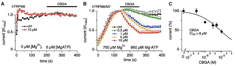 Homomeric TRPM6 and heterormeric channels of TRPM7 and TRPM6 are less sensitive to cannabigerolic acid (CBGA) inhibition. The same experimental protocol as in Figure 2B but recorded in HEK293 cells transiently overexpressing TRPM6 or stably transfected with heteromeric TRPM7 and TRPM6 channels. (A) TRPM6 currents in transiently transfected HEK293 cells evoked by perfusing cells with 0 Mg2+ and Mg·ATP. The data points were normalized to the time point before 10 µm CBGA (n = 10) application (200 s). Standard Ringer without cannabinoid contained acetonitrile as vehicle and was used as control (n = 9). (B) Heteromeric TRPM6/TRPM7 currents in stably transfected HEK293 cells. The data points were normalized to the time point before CBGA application (140 s). Concentrations of 0.3 µm (n = 7), 1 µm (n = 7), 5 µm (n = 8), and 10 µm (n = 10) were applied from 140 to 260 s (bar). Standard Ringer without cannabinoid contained acetonitrile as vehicle and was used as control (n = 5). (C) The concentration-response curve of CBGA on heteromeric TRPM7/TRPM6 currents (IC50 = 8 ± 2.5 µm). Data points for the curve were obtained from the normalized currents in panel (A) at 260 s.