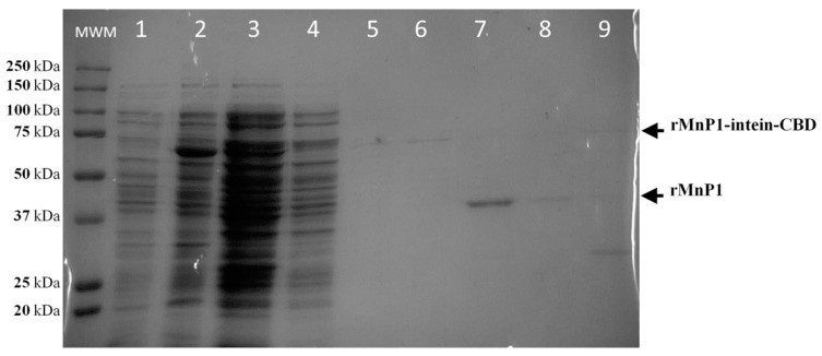 Purification of rMnP1. SDS–PAGE analysis for the purification of rMnP1 by one-step affinity chromatography. When cultures reached an OD600nm of 0.5, they were induced with 0.1 mM of IPTG and incubated at 37 °C for 12 h. Inclusion bodies, containing fusion protein rMnP1-intein-CBD, were solubilised with 4 M urea. Lane 1: Uninduced cells. Lane 2: Induced cells. Lane 3: Inclusion bodies treated with 4M urea. Lane 4: Chitin column flow-through containing unretained proteins. Flow-through after washing with column buffer (Lane 5) and after treating with cleavage buffer (Lane 6). Lanes 7–8: Fractions containing rMnP1. Lane 9: Flow-through after the elution process. MWM: Kaleidoscope Protein Standard.