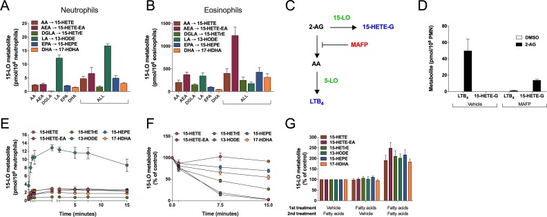 Human neutrophils and eosinophils metabolize polyunsaturated fatty acids and endocannabinoids through the 15-LO pathway.Human (A) neutrophils (5 × 106 cells/ml) or (B) eosinophils (106 cells/ml) were incubated with 3 μM of AEA or fatty acids, either separately or combined (ALL) during 15 minutes. (C) Catabolism pathways for 2-AG in freshly isolated neutrophils; (D) Neutrophils (5 × 106/ml) were incubated with 3 μM 2-AG or its vehicle (DMSO) for 15 minutes. MAFP 1 μM or its vehicle (DMSO) were added 5 minutes before 2-AG. 15-HETE-G represents the combination of 15-HETE-1-G and 15-HETE-2-G; (E) Neutrophils (5 × 106/ml) were incubated with a cocktail of AEA and fatty acids (LA, DGLA, AA, EPA, and DHA) at 3 μM each for the indicated times. (F) Neutrophils (5 × 106/ml) were incubated with a cocktail of 15-LO metabolites (5 ng of each) for the indicated times. (G) Neutrophils (5 × 106/ml) were incubated with a cocktail of fatty acids and AEA (3 μM of each) or vehicle for 1.5 minutes before the addition of the same cocktail or vehicle for another 1.5 minutes. (A-G) Incubations were stopped by the addition of 1 volume of a cold (-20°C) stop solution (MeOH containing 2 ng of LTB4-D4 and 15-HETE-D8). Samples were processed and analyzed for 15-LO metabolite and LTB4 production as described in Materials and methods. The data represents the mean (± SEM) of 3–5 separate experiments.