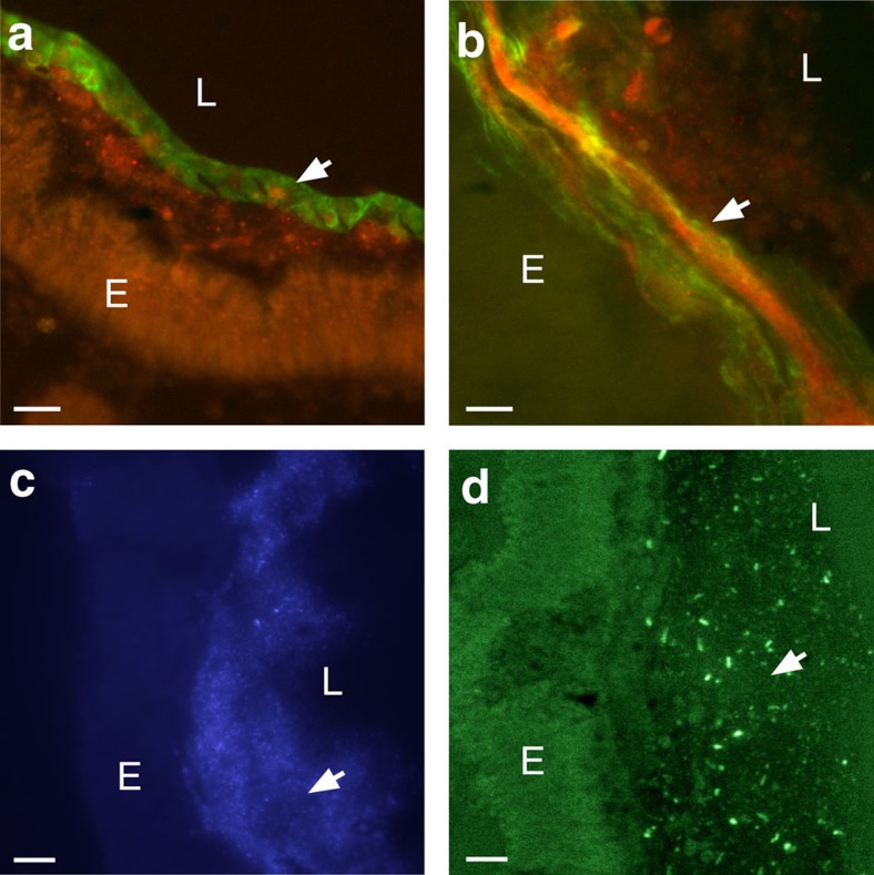 Detection of VCBP-C in both dense and loosely associated mucus.(a,b) Colocalization (yellow-merged signal) of chitin (Fc-CBD-C DyLight 488, green) and VCBP-C (Alexa Fluor 594, red). Dense mucus (glycocalyx-like) of the midgut can form (a) ribbon-like structures (arrow) as opposed to (b) less dense mucus (arrow) seen in the distal gut. (c) Microbiota-sized particles (arrow) seen in the mucus detected by Hoechst staining of DNA were confirmed as bacteria by 16S FISH (arrow) (d). Staining is negative with isotype and secondary antibody controls. Scale bars,10 μm. E, epithelium; L, lumen.
