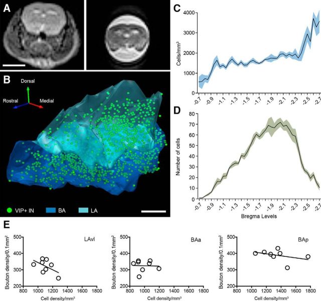Density of VIP+ INs and boutons in the mouse BLA. A, Magnetic resonance images in the coronal plane of a mouse brain before (left) and after (right) transcardial perfusion obtained using a 3 tesla MRI device. B, 3D reconstruction of the distribution of VIP+ INs (green dots) within the BLA. Note the higher density of VIP+ INs in the more caudal portion of the LA nucleus. C, D, Rostrocaudal density (C; cells/mm3) and number (D) of VIP+ cells in the mouse BLA. x-axis represents all bregma levels analyzed and containing the BLA at 50 μm intervals. N = 4 mice. Lineplots depict the mean and the filled area represents SEM. E, Correlation of the density of VIP+ somata and boutons in three different nuclear subdivisions of the BLA. Each dot in the graphs represents the counts from one amygdala in the given subdivision. BA, Basal nucleus of the amygdala; LA, lateral nucleus of the amygdala. Scale bars: A, 5 mm; B, 300 μm.