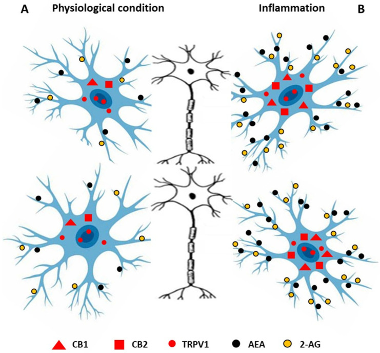 Endocannabinoids and their receptors in microglia under physiological conditions (A) and during inflammation (B). Under physiological conditions, microglia express TRPV1 and low levels of CB1 and CB2, and secrete a small amount of anandamide AEA and 2-arachidonylglycerol (2-AG). During inflammation, microglia release high levels of AEA and 2-AG, and the expression of CB1 and CB2 increases.