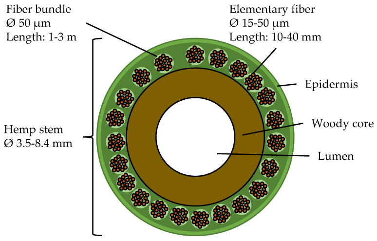 Schematic representation of the bast fiber structure, after [8,13].