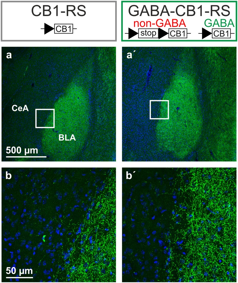 Rescue of the CB1 receptor in forebrain GABAergic neurons: selective restoration of amygdalar protein. a CB1 receptor immunostaining (green) and nuclear staining with DAPI (blue) in the amygdala of CB1-RS and GABA-CB1-RS mice (representative of 2–3 animals per genotype). No specific staining was detected in Stop-CB1 mice (not shown), similar to CB1-RS sections that were processed without primary anti-CB1 antibody (not shown). b Higher magnification micrographs as indicated in a, showing dense mesh-like patterns of CB1 immunoreactivity in the basolateral amygdala (BLA) of both genotypes, with sparser fibers in the central amygdala (CeA)