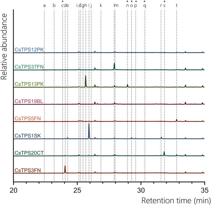 GC-MS traces showing the monoterpene products of CsTPS.Traces show GC-MS total ion chromatogram from CsTPS assays with GPP. CsTPS3FN: β-myrcene synthase; CsTPS16CC: Germacrene B synthase; CsTPS1SK: Limonene synthase; CsTPS5FN: Myrcene/pinene synthase; CsTPS19BL: Nerolidol/Linalool synthase; CsTPS13PK: Ocimene synthase; CsTPS37FN: Terpinolene synthase; CsTPS12PK: Terpinene synthase. Peaks: (a) α-pinene, (b) camphene (c) β-phellandrene* (d) β-myrcene, (e) β-pinene, (f) d-carene, (g) α-terpinene (h) (E)-β-ocimene (i) limonene, (j) (Z)-β-ocimene, (k) g-terpinene, (l) terpinolene, (m) linalool, (n) allo-ocimene*, (o) fenchol*, (p) β-terpineol*, (q) pinene hydrate*, (r) α-terpineol, (s) geranyl methyl ether*, (t) geraniol, i.s. = internal standard. *No reference standard available, putative identification of compound using National Institute of Standards and Technology (NIST) library.