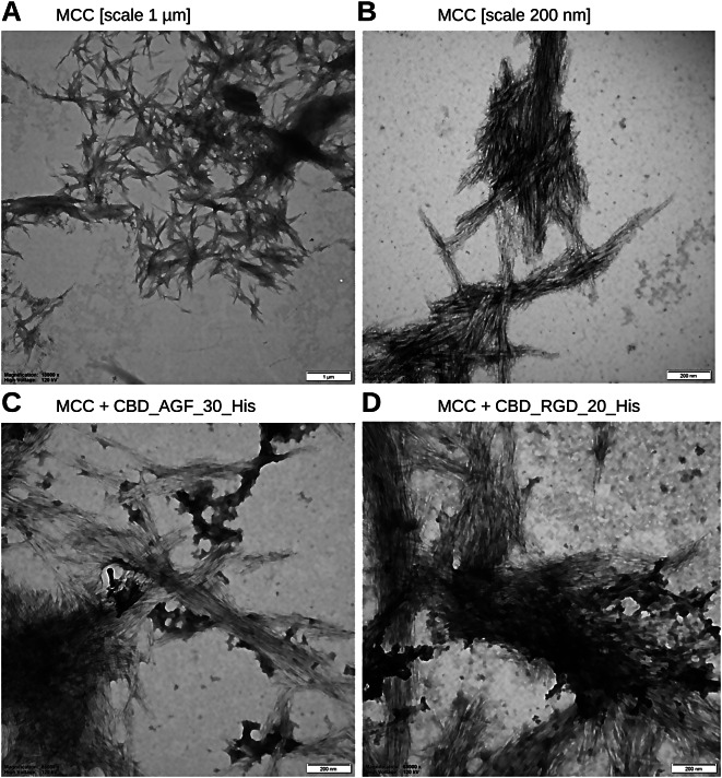 TEM image of the MCC complexes. Panel (A) MCC at a magnification 13 000 ×, scale 1 μm. Panel (B) MCC at a magnification 68 000 ×, scale 200 nm. Panel (C) MCC and CBD_AGF_30_His protein incubated 18 h at 4 °C, then washed 3 times with 1 × PBS and observed with TEM at 68 000 × magnification. Panel (D) MCC and CBD_RGD_20_His protein incubated 18 h at 4 °C, then washed 3 times with 1 × PBS and observed with TEM at 68 000 × magnification. Samples loaded onto a 300 mesh copper grid (Sigma), covered with 2% collodion, sprayed with carbon and stained with 2% uranyl acetate and visualised with a Tecnai G2 Spirit BioTWIN TEM set at 120 kV. Pictures were captured with a Veleta CCD camera