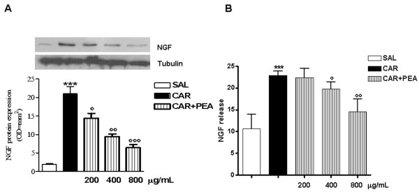 Effect of PEA on λ-carrageenin-induced NGF expression and release in granulomatous tissue r 96 h after PEA administration. (A) Representative Western blot analysis and relative densitometric analysis of NGF. Tubulin expression is shown as a control. (B) ELISA assay of NGF release in granulomatous tissue. Data are representative of 3 separate experiments. Results are expressed as mean ± SEM of 3 experiments.; *p < 0.05, **p < 0.01, ***p < 0.001 vs. saline.; °p < 0.05, °°p < 0.01, °°°p < 0.001 vs. λ-carrageenin alone.