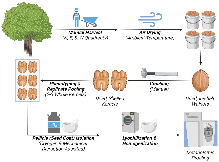 Workflow diagram representing the steps if the experimental design for untargeted metabolomic analysis of walnut seed coat. Created with BioRender.com.