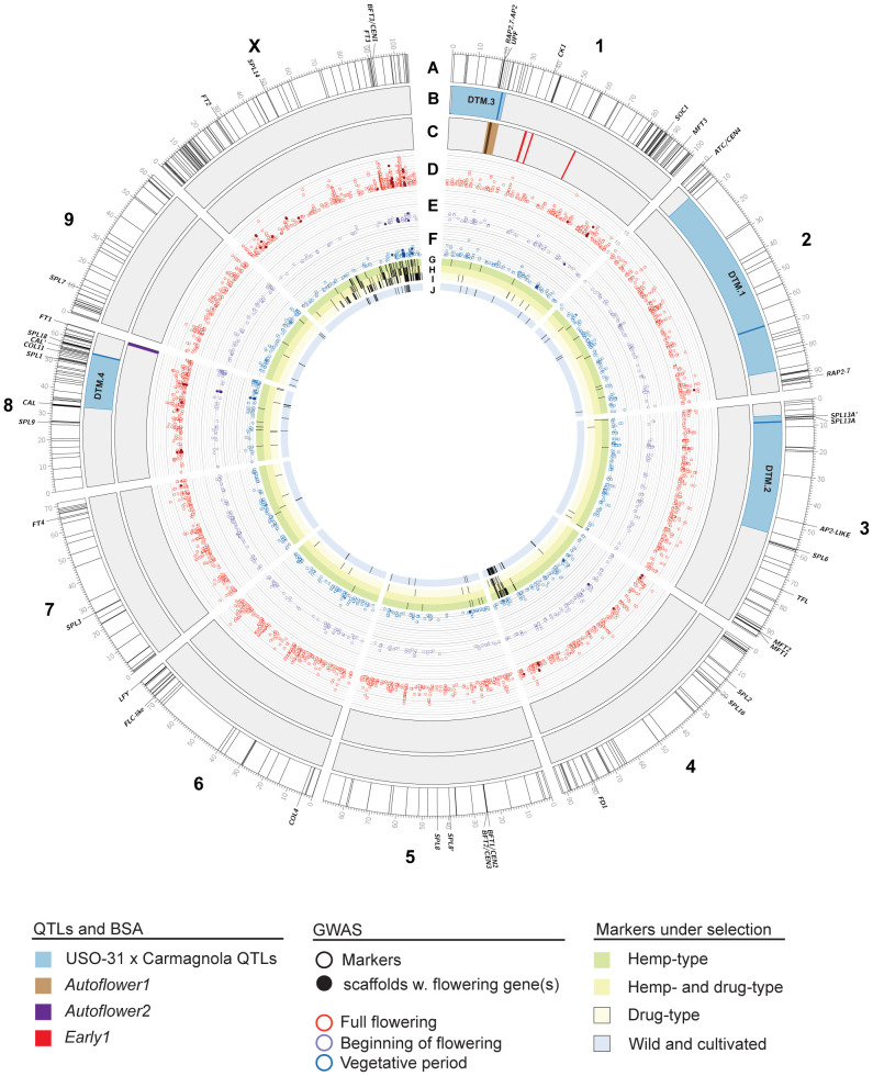 Genomics of flowering time in Cannabis sativa L. Chromosomes of the cs10/CBDRx reference genome (genotype cs10/CBDRx:18:580, GCF_900626175.2) are shown. Labelled genes are those that have been characterized or discussed in the text. (A) Locations of putative flowering time genes in the cs10/CBDRx genome are indicated with radial lines ( Supplementary Table S1 ). (B) Locations of Days to Maturity (DTM) QTLs in the Carmagnola x USO-31 F2 population (Woods et al., 2021). Regions with LOD >1.5 are shaded blue, with peaks as solid lines. (C) Locations of markers associated with the Autoflower1 (brown, with peak as a solid line), Autoflower2 (purple) and Early1 (red) loci (Toth et al., 2022, []Dowling et al., 2023). (D–F) GWAS markers associated (LOD >4.0) with full flowering (D), beginning of flowering (E), and the length of the vegetative period (F). Solid symbols are scaffolds with flowering genes identified by Petit et al. (2020a). The scale is LOD 4 – 16. (G–I) GWAS markers under selection in hemp-type (G), both hemp- and drug-type (H), and drug-type (I) C. sativa strains (Ren et al., 2021). (J) GWAS markers under selection in wild and cultivated C. sativa strains (Chen et al., 2022).