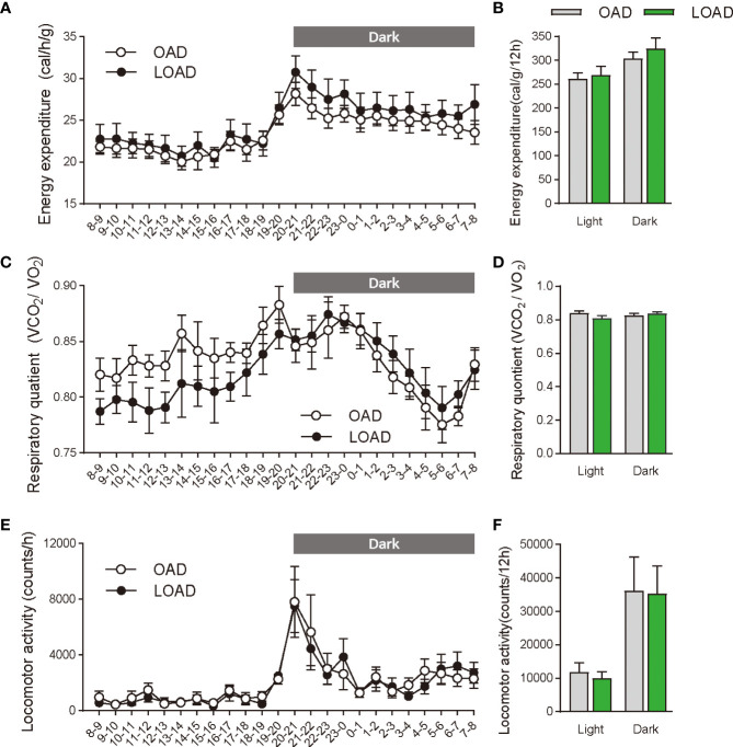 Energy expenditure, respiratory quotient, and locomotor activity in mice fed the OAD and LOAD for two weeks. (A, B) Energy expenditure, (C, D) respiratory quotient, and (E, F) locomotive activity were measured in mice on day 12 of feeding on either the OAD or LOAD. Hourly changes in (A) energy expenditure, (C) respiratory quotient, and (E) locomotor activity are shown over 24 h. Dark and light cycles are indicated by gray and white backgrounds, respectively. (B) Average energy expenditure, (D) respiratory quotient, and (F) locomotor activity in the dark and light cycles are shown. Data are expressed as means ± SEMs (n = 6 for each group).