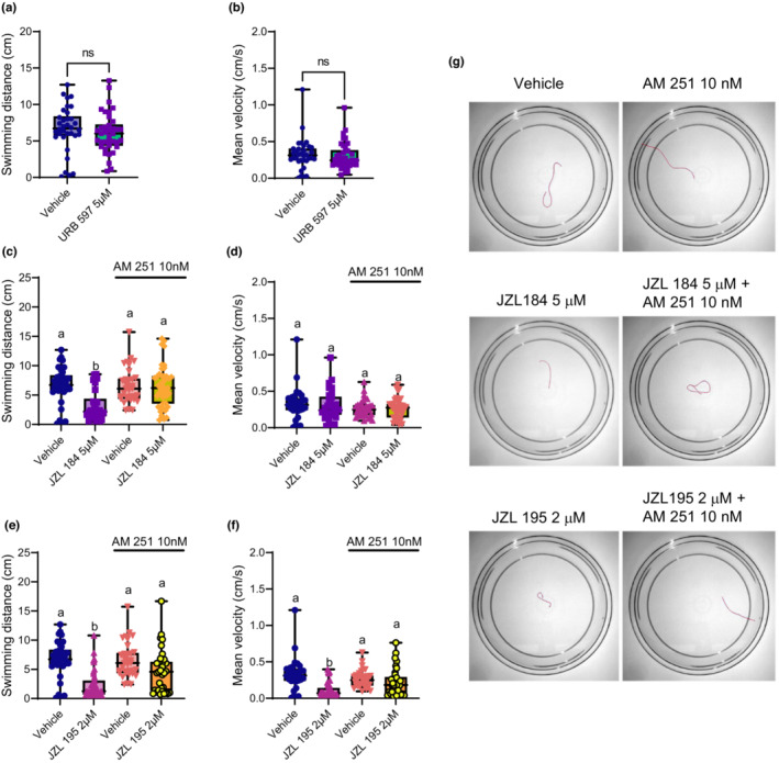 Escape swimming deficits caused by singular MAGL or dual FAAH/MAGL inhibition is rescued by blocking CB1R. Escape swimming in response to an acute touch stimulus was assessed in zebrafish embryos at 2 days post‐fertilization (dpf). The effect of ~24‐h drug treatment on embryonic escape swimming distance (cm) and mean velocity (cm/s) was measured, and mean ranks of treatment groups were compared against each other. In each respective treatment group, the horizontal line within its boxplot represents the median value which is surrounded by the interquartile range, while the error bars represent the maximum and minimum values. (A, B) The effects of 5 μM URB 597 (n = 38) on escape swimming are compared relative to the vehicle control (n = 34), where ns = not statistically significant (Mann–Whitney test—where statistical significance was determined as p < 0.05). (C, D) The effects of the vehicle control (n = 34), 5 μM JZL 184 (n = 30), 10 nM AM 251 (n = 33), and 5 μM JZL 184 in the presence of 10 nM AM 251 (n = 43) on escape swimming was compared. (E, F) The effects the vehicle control (n = 34), 2 μM JZL 195 (n = 39), 10 nM AM 251 (n = 33), and 2 μM JZL 195 in the presence of 10 nM AM 251 (n = 34) on escape swimming was compared. N = 4 experiments with 8–11 animals per experiment for each treatment. (G) Representative tracings of the swimming paths are shown for vehicle, 10 nM AM 251, 5 μM JZL 184, 5 μM JZL 184 + 10 nM AM 251, 2 μM JZL 195, and 2 μM JZL 195 + 10 nM AM 251. For (C–F), columns which share the same letter(s) of the alphabet are not statistically different from one another (Kruskal–Wallis, followed by Dunn's multiple comparisons test—where statistical significance was determined as p < 0.05).