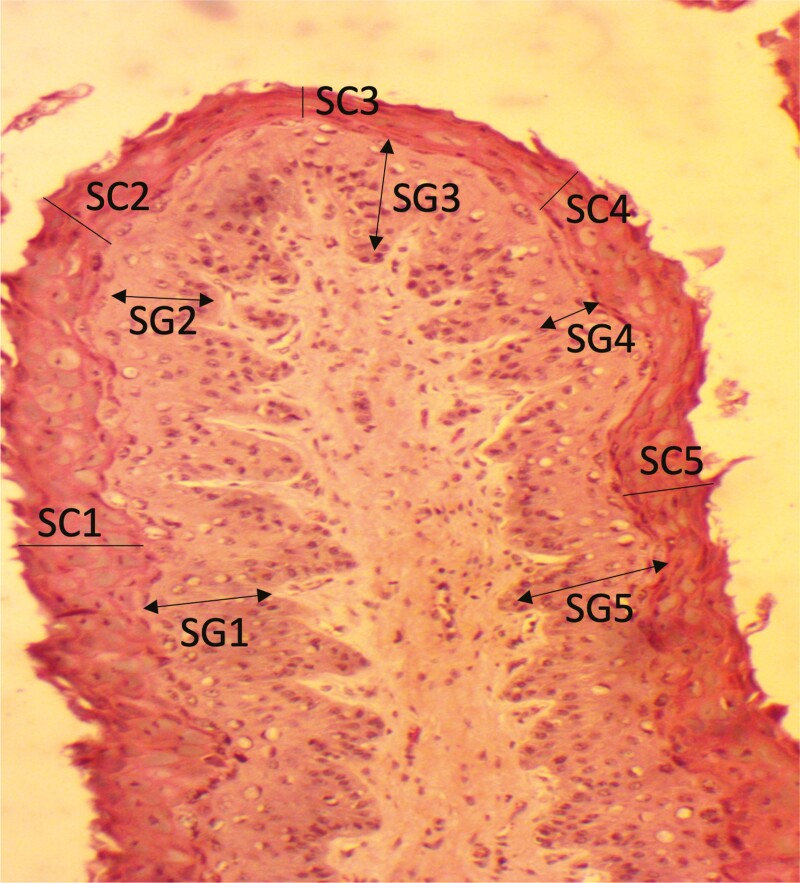 SC1-SC5 represent 5 sites of measurement of stratum corneum thickness and SG1-SG5 represent 5 sites of measurement of stratum granulosum thickness.