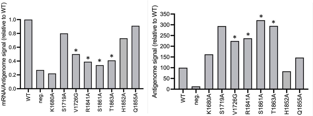 Northern blot quantification.(Left) RNA signals on northern blots for selected mutants were quantified using ImageJ/FIJI and the mRNA-to-antigenome signal ratio was calculated. (Right) Antigenome signals for selected mutants in northern blots were quantified via intensity profiles using ImageJ/FIJI. For both analyses, the wild-type ratio was set at 100% for each experiment allowing the comparison of independent experiments. Asterisks indicate mutants with a transcription-specific reduction. Data plotted in Prism.