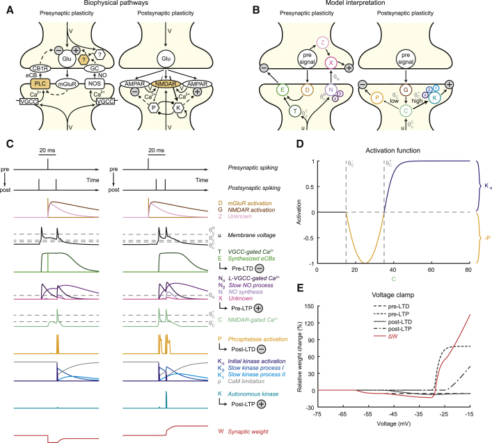 A Plasticity Rule Based on Separate Pathways for Pre- and Postsynaptic Plasticity(A) Simplified illustration of the biophysical pathways that inspired our model. Pre-LTD (left) is induced if postsynaptic Ca2+ influx through VGCCs coincides with an mGluR-mediated signaling cascade, causing eCB release by PLC and subsequent downregulation of transmitter release probability (minus sign) by CB1Rs. Pre-LTP (left) reportedly requires Ca2+ influx through VGCCs, triggering NO synthesis, which is then detected by GC and integrated with a presynaptic signal by an unknown presynaptic coincidence detector to increase release probability (plus sign). Post-LTD and post-LTP (right) are driven by coincident depolarization and activation of NMDARs. Lower amounts of NMDAR-gated Ca2+ (thin arrow) activate phosphatases (P), causing a reduction of AMPAR efficacy (minus sign). Higher amounts of NMDAR-gated Ca2+ (bold arrow) activate kinases (K), causing an increase in AMPAR efficacy (plus sign). Coincidence detectors of pre- and postsynaptic activity are indicated with orange color.(B) Model interpretation and abstraction of the biophysical pathways in (A). Pre-LTD (left) is dependent on the coincidence between the presynaptic signal D and a postsynaptic signal based on membrane voltage, reflected in the variable T. The resulting trace E indicates the amount of pre-LTD (minus sign). Pre-LTP (left) requires coincidence of a presynaptic signal Z and a postsynaptic trace N (based on membrane voltage by Nα and Nβ). The amount of pre-LTP (plus sign) is indicated by X. Post-LTD and post-LTP (right) depend on coincidence between the presynaptic signal G and a portion of membrane voltage u. If the resulting trace C reaches lower levels, P is activated, indicating post-LTD (minus sign), whereas higher levels activate K, indicating post-LTP (plus sign).(C) Traces computed by the plasticity rule for two sample stimulation patterns (see top): post-pre-post pairing (left column) and pre-post-post pairing (right column). The various rows include all fundamental variables of the plasticity rule with color code from (B). Overall synaptic weight W is shown in the bottom row in red. Loose analogies of the model’s variables to biophysical processes are given in italic type to the right.(D) Transfer function for post-LTD and post-LTP. Activation of either −P or Kα is shown as a function of C.(E) Voltage clamp simulation while a single presynaptic event is evoked. As a function of clamped voltage, absolute contribution of each of the four pathways is plotted (black lines), as well as the overall relative weight change (red line).See also Figure S1.