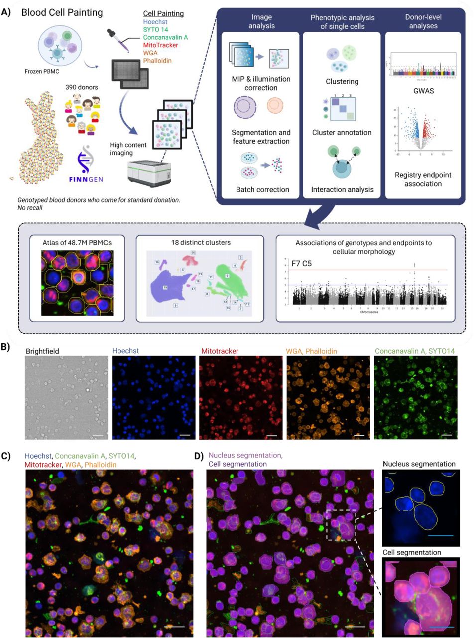 Blood Cell Painting — study design and the BCP assay.A) Overview of the workflow and study results. Created with Biorender.com. B) Example images of PBMCs stained using the BCP assay. C) Example of merged image of four channels containing stains Hoechst 33342, MitoTracker Deep Red, Wheat-germ agglutinin/Alexa Fluor 555 (WGA), Phalloidin/Alexa Fluor 568, Concanavalin A/Alexa Fluor 488 and SYTO14 green fluorescent nucleic acid. D) Visualization of nucleus and cell segmentation. Scale bars: white 20 μm and blue 10 μm.