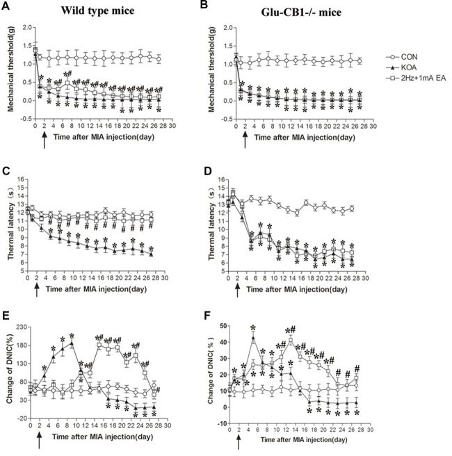 Comparison of the effects of EA on pain hypersensitivity and the DNIC function in wild-type mice and Glu-CB1−/− mice subjected to KOA induction. (A,B) Time course of changes in the tactile threshold in wild-type mice and Glu-CB1−/− mice after KOA induction. (C,D) Time course of changes in the thermal withdrawal threshold in wild-type mice and Glu-CB1−/− mice after KOA induction. (E,F) Effects of KOA and EA on DNIC function of wild-type mice and Glu-CB1−/− mice subjected to KOA induction. EA was administered for 30 min, once every other day for 4 weeks, starting from 2 days after MIA injection, as indicated by arrows. Data are expressed as means ± SD (n = 10 mice in each group). *p < 0.05, compared with the control group; #p < 0.05, compared with the KOA group.