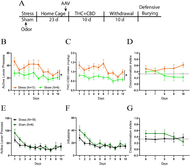 Acute restraint stress potentiated THC+CBD use in males.A) Experimental timeline outlining THC+CBD self-administration, withdrawal and the defensive burying task. B) Acute restraint stress heightened active lever pressing during THC+CBD self-administration (stress: F1,21=4.54, p=0.045; days: F9,189, p=0.002). C) Stressed rats consumed more THC+CBD compared to sham animals (stress: F1,21=5.404, p=0.03). D) The sham and stress groups showed no differences in their ability to distinguish between the active (THC+CBD infusion) and inactive (no consequence) levers during the final 5 days of self-administration. The dotted line represents a 2:1 ratio of active to inactive. E) Acute stress did not affect the active lever presses during vehicle self-administration. F) Sham and stress groups consumed the same amount of vehicle. G) No difference was observed between sham and stress rats on the discrimination index during vehicle self-administration. See table S1 for complete analysis. Data are shown as mean ± SEM. Number of animals is expressed in brackets. *p< 0.05, comparing stress to sham.