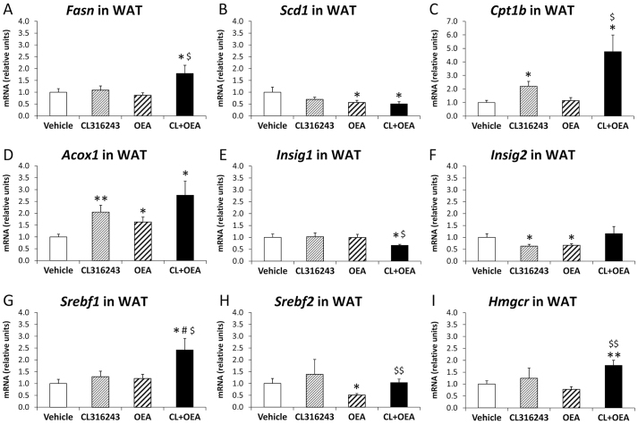 Effects of repeated administration of CL316243 and/or OEA on gene expression of molecules implicated in lipid and cholesterol metabolism and fatty acid β-oxidation in WAT after 6 days of treatment. (A–I) Quantification of mRNA levels of Fasn, Scd1, Cpt1b, Acox1, Insig1, Insig2, Srebf1, Srebf2 and Hmgcr in WAT. Histograms represent the mean±s.e.m. (n=8). *P<0.05, **P<0.01 versus vehicle-treated rats; #P<0.05 versus CL316243-treated rats; $P<0.05, $$P<0.01 versus OEA-treated rats.