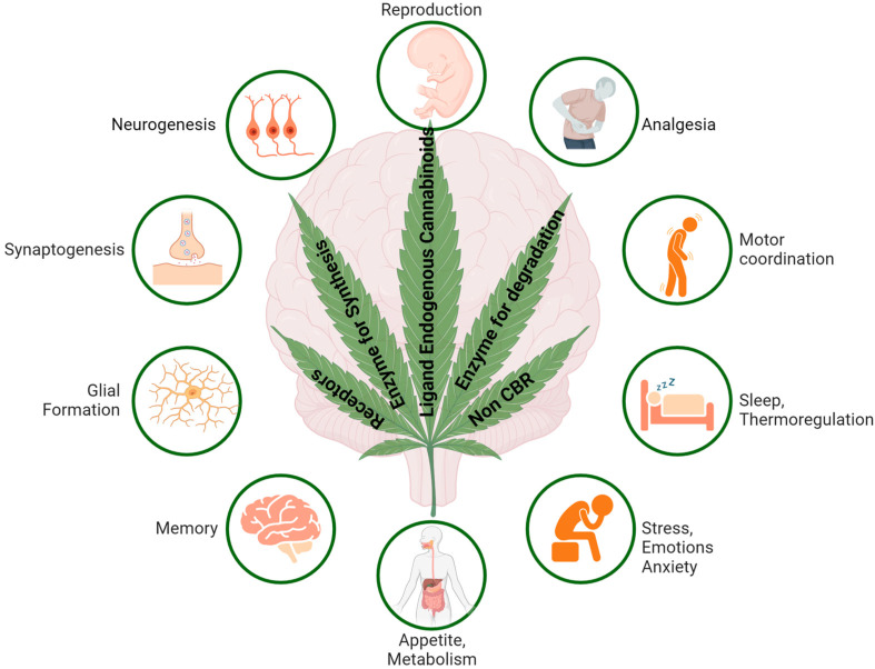 Illustration showing the endocannabinoid system in the brain and associated functions in the human body. This figure was created with BioRender.com.