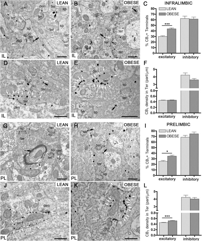 CB1 receptor distribution by preembedding immunogold-silver staining for electron microscopy. (A–F) CB1 receptor particles at excitatory (A,B) and inhibitory (D,E) synaptic terminals in IL of lean and obese Zucker rats. Percentage of excitatory and inhibitory terminals with CB1receptor labeling (C) and density of CB1 particles at excitatory and inhibitory terminals in IL (F). (G–L) CB1 receptor labeling at excitatory (G,H) and inhibitory (J,K) synaptic terminals in PL of lean and obese Zucker rats. Percentage of excitatory and inhibitory terminals containing CB1 particles (I) and density of CB1 labeling at excitatory and inhibitory terminals in PL (L). Arrowheads: excitatory synapses; black arrows: CB1 receptor immunoparticles in excitatory terminals; white arrows: CB1 receptor immunoparticles in inhibitory terminals; ter, terminal; den, dendrite; sp, dendritic spine. Scale bars = 0.5 μm. Data are mean ± SEM (Mann–Whitney test; *P < 0.05, ***P < 0.0001).