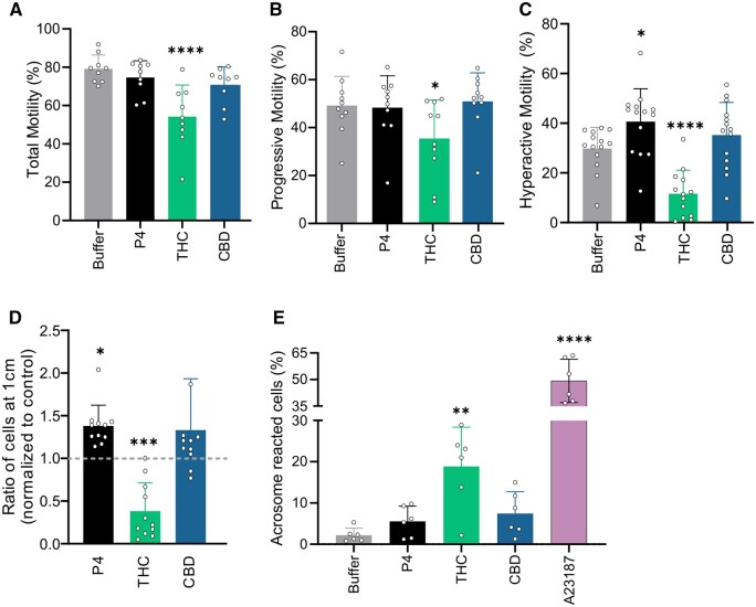 The action of delta-9-tetrahydrocannabinol (THC) and cannabidiol (CBD) on sperm motility, progesterone-induced acrosomal exocytosis, and sperm penetration into viscous media. (A) Sperm motility was assessed by a computer-assisted sperm analyzer (CASA) (n > 9). THC, but not CBD, significantly reduced (A) overall motility, (B) progressive motility, and (C) hyperactive motility. (D) After incubation of sperm cells with progesterone (P4) (5 µM), prostaglandin E1 (PGE1) (5 µM), phytocannabinoids (10 µM), or buffer for 1 h, cells were allowed to migrate in glass capillaries filled with methylcellulose 1% for a further hour. Cells were counted at 1 cm after incubation and normalized to vehicle control (ethanol, EtOH 0.5%) shown in a dotted gray line (n = 11). (E) Assessment of acrosomal exocytosis in live human sperm was performed using loaded sperm with fluorescent dyes to stain the acrosomal inner membrane (FITC-conjugated Pisum sativum agglutinin), viability (propidium iodide), and the nucleus (Hoechst). Sperm cells were incubated with P4 (5 µM), PGE1 (5 µM), THC, or CBD (10 µM). EtOH 0.5% was used as a vehicle control and ionophore A23187 (2 µM) as a positive control (n = 7). All analyses were compared with buffer; *P < 0.05, **P < 0.01, ***P < 0.001, ****P < 0.0001. Bar plots with individual data points represent mean values ± SD.