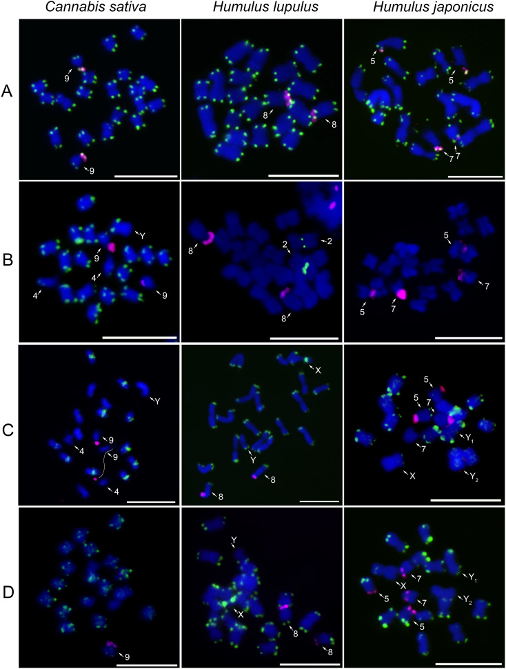 Fluorescence in situ hybridization image showing metaphase chromosomes of three plant species: Cannabis sativa, Humulus lupulus, and Humulus japonicus across four panels (A-D). Chromosomes are blue with overlaid green and pink fluorescent signals indicating specific probes. Each species displays chromosomal differentiation with labels marking corresponding chromosomes and features.