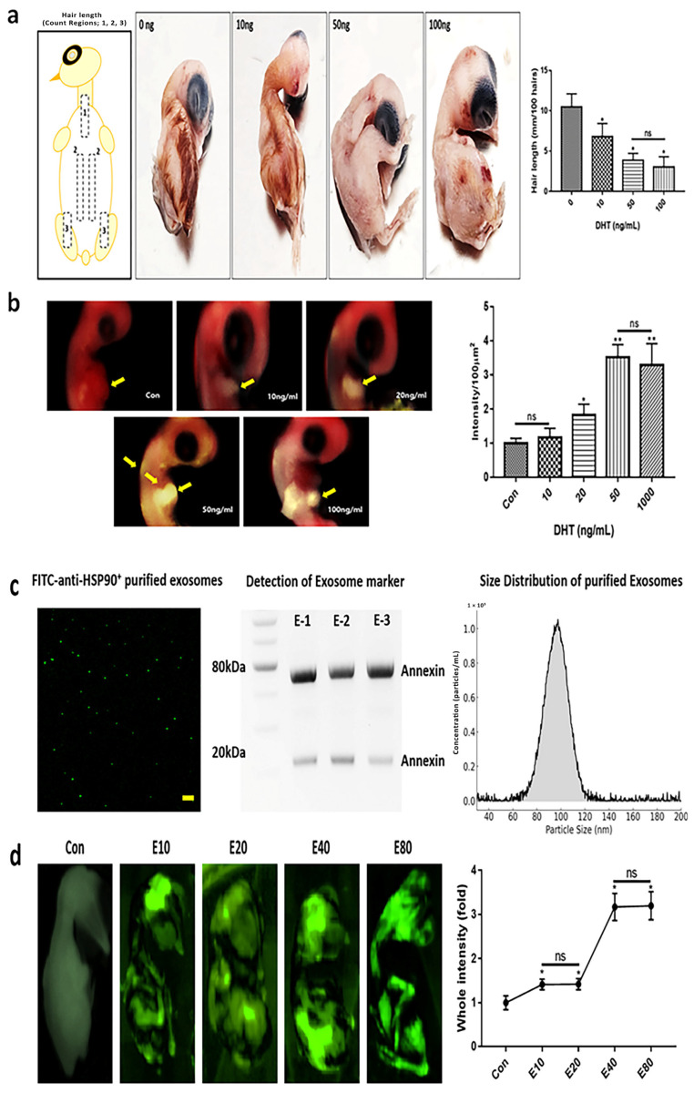 Modeling of feather deficiency in chicken embryos using DHT. (a) Changes in feather length of chicken embryos (E12) according to the concentration of dihydrotestosterone (DHT). (b) Expression levels of TGF-β1 in dermal papilla cells of chicken embryos collected at E8 (24 h after DHT injection at E7), reflecting early molecular responses to androgen exposure. (c) Confirmation of purified exosomes through fluorescence staining using FITC-Anti-HSP90 and Anti-Annexin antibodies, followed by Western blot analysis. E-1 to E-3 refer to three different samples of exosomes that were purified using the same method. Representative nanoparticle tracking analysis (NTA) demonstrating the size distribution profile of purified exosomes. Data indicate a primary peak with a mean particle diameter of approximately 95 nm. (d) Determination of the optimal exosome injection concentration by quantitatively analyzing fluorescence signal intensity and area using the iBright FL1000 system and iBright Analysis Software (version 4.0.1). The condition with an evenly distributed signal without over-saturation was selected as optimal. Con: control; ns: not significant; yellow arrows: positive regions; (* p < 0.05, ** p < 0.01) (scale bar = 10 μm).