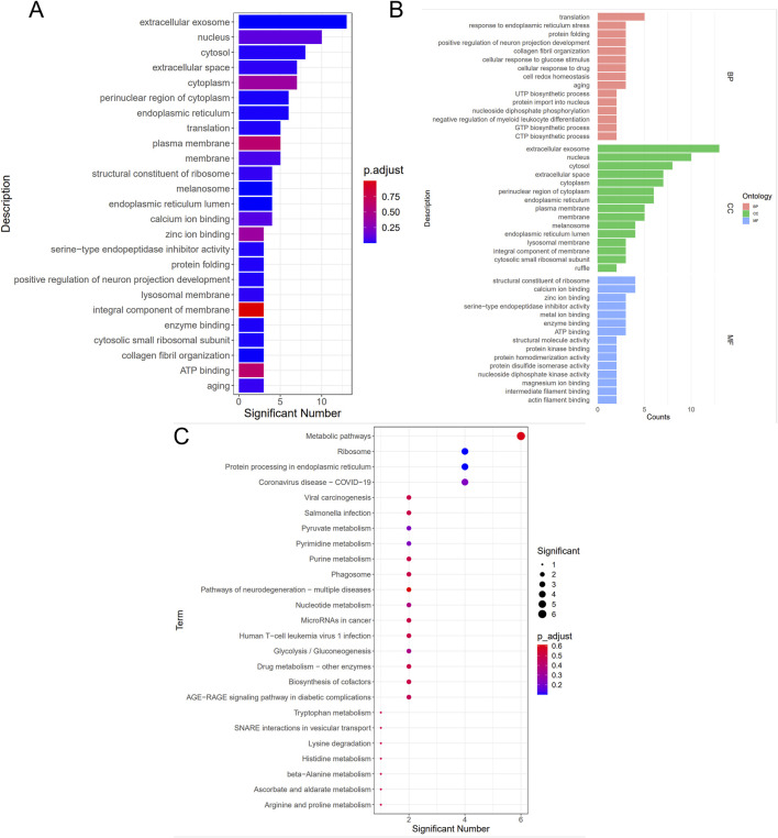 Bioinformatics analysis of GO (A), (B), and KEGG (C).