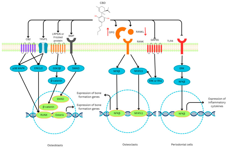 Molecular signalling pathways modulated by CBD in the skeletal system. CBD exerts a bone-protective effect through a triple-action mechanism: (left) stimulating osteoblast differentiation and bone formation via CB2, TRPV1, Wnt/β-catenin, and BMP signalling; (centre) suppressing osteoclastogenesis by modulating the RANKL/OPG ratio and inhibiting NF-κB/NFATc1 pathways; and (right) exerting anti-inflammatory effects in periodontal cells by downregulating TLR4-mediated cytokine expression. Black arrows indicate stimulation; T-bars indicate inhibition; red arrows indicate up/downregulation of protein levels [drawn using Canva (Surry Hills, NSW, Australia)]. Abbreviations: BMP, bone morphogenetic protein; CB2, Cannabinoid receptor type 2; CBD, cannabidiol; ERK1/2, extracellular signal-regulated kinases 1 and 2; GPR55, G protein-coupled receptor 55; GSK3β, glycogen synthase kinase 3 beta; LRP5/6, low-density lipoprotein receptor-related protein 5 and 6; NFATc1, nuclear factor of activated T-cells, cytoplasmic 1; NF-κB, nuclear factor kappa-B; NLRP3, NOD-like receptor family, pyrin domain-containing 3; OPG, osteoprotegerin; p38 MAPK, p38 mitogen-activated protein kinase; RANK, receptor activator of nuclear factor kappa-B; RANKL, receptor activator of nuclear factor kappa-B ligand; RUNX, runt-related transcription factor; SMAD, small mother against decapentaplegic; TLR4, Toll-like receptor 4; TRPV1, transient receptor potential vanilloid 1.