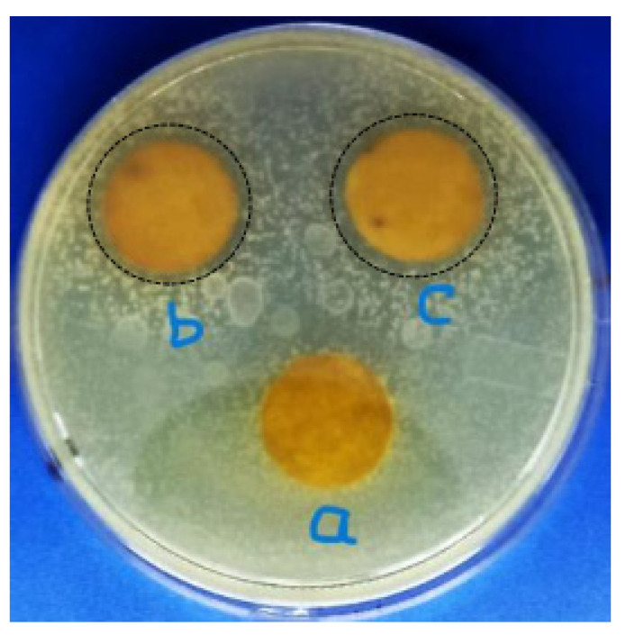 Photograph of the antibacterial activities of (a) untreated Batik fabric, (b) treated Batik fabric at pH 10, (c) treated Batik fabric at pH 11. The black dashed circles are guides for the eye and represent inhibition zones. The diameter of the samples are 17 mm.