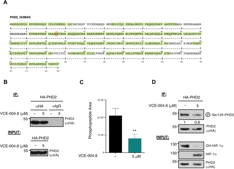 VCE-004.8 modulates PHD2 Ser125 phosphorylation. A Schematic representation of mass spectrometry (MS) analysis results. A red box within the PHD2 sequence (101–150) points out phosphorylation found at Ser125 in control experiment, which reduces its signal under VCE-004.8 treatment. B HEK-293T cells were transfected with HA-PHD2 plasmid, treated with 5 μM VCE-004.8 for 24 h and finally lysed. PHD2 protein was immunoprecipitated using either specific antibody (anti-HA) or an unspecific one (rat IgG). Immunoprecipitation representation of the proteomic analyses performed (n = 3). C Immunoprecipitation representation of the proteomic analyses, Ser125 phosphopeptide peak area of the three replicates of the mass spectrometry assay. Data represent the mean ± SD (n = 3) and significance was determined by Unpaired t test. p = 0.0096; **p < 0.01 VCE-004.8 vs Negative control. D HEK-293T cells were transfected with HA-PHD2 plasmid, treated with 5 µM VCE-004.8 for 24 h and lysed. A fraction was subjected to IP using an anti-HA antibody. After elution phosphorylation was revealed with a specific anti-phospho Ser125-PHD2 antibody, while exogenous HA-PHD2 protein levels were visualized with an anti-HA antibody (top panel). The remaining extract fraction was tested to analyze the steady state levels of HIF-1α and its hydroxylated form (lower panel). A representative western blot of three independent analyses is shown