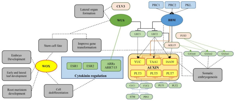 A schematic view of the morphogenic genes demonstrating their roles in plant growth and development as well as in vitro plant regeneration (AGL15: AGAMOUS-LIKE15; ARR: ARABIDOPSIS RESPONSE REGULATOR; BBM: BABY BOOM; CLV3: CLAVATA3; CUC: CUP-SHAPED COTYLEDON; ESR: ENHANCER OF SHOOT REGENERATION; FUS3: FUSCA3; GA3ox: Gibberellin 3-beta-dioxygenase; IAA30: Indole acetic acid inducible 30; LEC: LEAFY COTYLEDON; PIN1: PIN-FORMED 1; PKL: PICKLE; PLT: PLETHORA; PRC: Polycomb repressive complex; STM: SHOOT MERISTEMLESS; TAA: TRYPTOPHAN AMINOTRANSFERASE ARABIDOPSIS; WOX: WUSCHEL-related homeobox; WUS: WUSCHEL; YUC: YUCCA).