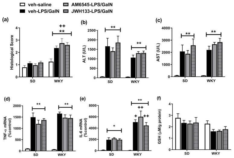 Effect of AM6545 and JWH133 on (a) histopathological score, (b) ALT (c) AST, (d) TNF-α, (e) IL-6 mRNA and (f) hepatic GSH levels in SD and WKY rats. Data expressed as mean ± SEM (n = 6–8). * p < 0.05 ** p < 0.01 vs. vehicle–saline counterpart + p < 0.05 ++ p < 0.01 vs. SD counterpart.