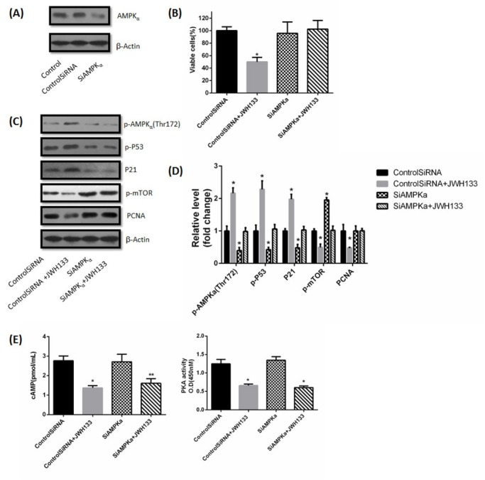The effects of JWH133 on C6 cells had nothing to do with LKB1. (A) C6 cells were transfected with small interfering control RNA (Control SiRNA) or LKB1 RNA (SiLKB1) for 24 h. LKB1 and β-Actin expression levels were detected by Western blot. LKB1 knocked down cells were used for further experiments. The image was representative of three different experiments. (B) Effects of JWH133 (5 μM) on the viability (48 h) of C6 cells transfected with Control SiRNA or SiLKB1. The original western blot images (C) and statistic graphs (D) of LKB1, p-LKB1, p-AMPKα (Thr172) and PCNA expression in Control SiRNA or SiLKB1-transfected C6 cells administration of JWH133 (5 μM, 48 h). Data were relative density to that in Control SiRNA group. Data were mean ± SEM from three replicate experiments. *P<0.05, **P<0.01 versus Control SiRNA.