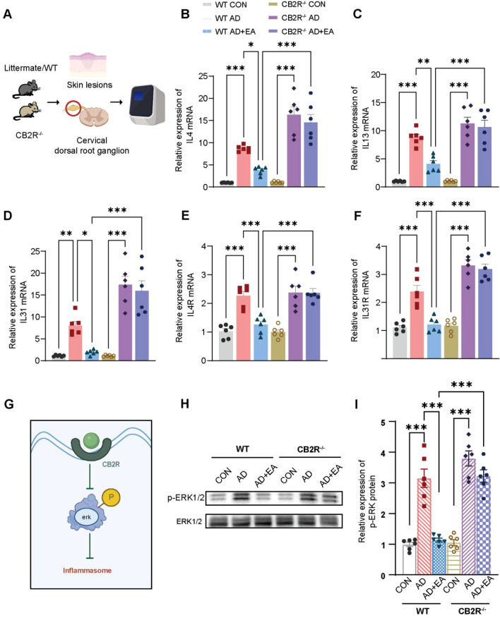 EA modulates cytokine release and receptor activation via CB2R and its downstream ERK pathway in AD mice. A Schematic diagram illustrating the procedures for RT-qPCR in each group. B–F Expression levels of IL4, IL13, IL31, IL4R and IL31R mRNA as determined by RT-qPCR, normalized to GAPDH. G Schematic representation of the role of CB2R activation in modulating inflammatory responses by targeting the ERK phosphorylation. H Representative WB results for p-ERK and ERK. I Quantitative assessment of p-ERK levels, with expression levels normalized to ERK. All data are shown as mean ± S.E.M (n = 6 per group). Analysis was performed using Two-way ANOVA complemented by Sidak's test for multiple comparisons, *p < 0.05, **p < 0.01, ***p < 0.001