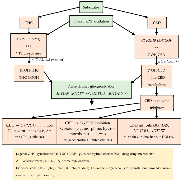 Metabolic map of THC/CBD (phase I: CYP; phase II: UGT) with key DDI nodes and strength of evidence.