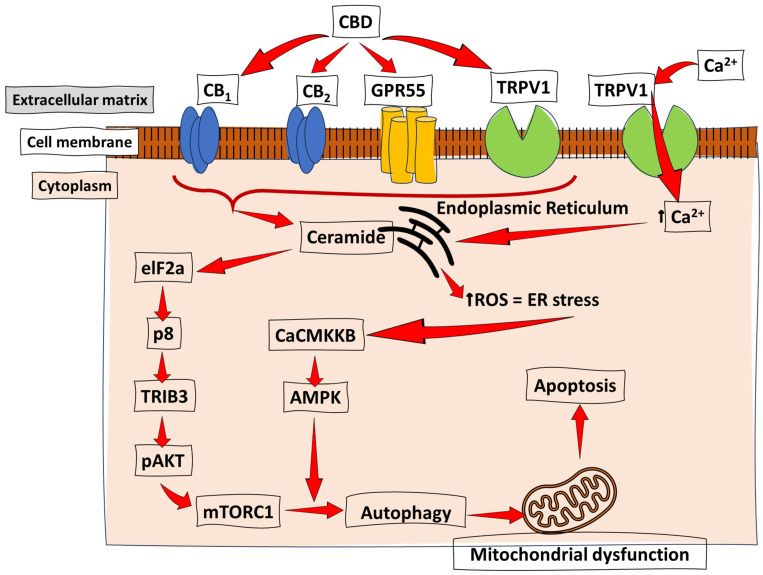 Cannabinoid-induced apoptosis through ER stress and autophagy. Studies on several cancer types have revealed CBD’s proposed mechanism of action in the induction of apoptosis. The CB receptor activation promotes apoptotic events, which induces ER stress and activates calcium/calmodulin-dependent protein kinase kinase-β (CaCMKKβ) and AMP-activated protein kinase (AMPK). This pathway is accompanied by the previously discussed AKT-mediated inhibition of the mTORC pathway to induce autophagy, mitochondrial dysfunction, and, ultimately, apoptosis. ↑ = increase/upregulation.