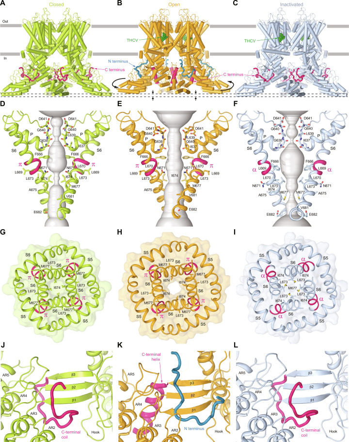 Closed apo and THCV-bound open and inactivated states.(A to C) Structures of APO (A), OPENTHCV (B), and INACTTHCV (C), viewed parallel to the membrane, with the N and C termini colored blue and pink, respectively, and the molecules of THCV (dark green) shown as space-filling models. (D to F) Pore-forming domains in APO (D), OPENTHCV (E), and INACTTHCV (F), with residues contributing to pore lining shown as sticks. Only two of the four subunits are shown, with the front and back subunits omitted for clarity. The pore profile is shown as a space-filling model (gray). The region that undergoes the α-to-π transition in S6 is highlighted in pink. (G to I) Intracellular view of the S6 bundle crossing in APO (G), OPENTHCV (H), and INACTTHCV (I), with the surface shown in the corresponding color. (J to L) Interface between the neighboring subunits in APO (A), OPENTHCV (B), and INACTTHCV (C), with the C terminus (pink) adapting coiled [(J) and (L)] or helical (K) conformations and N terminus (blue) appearing in the open state (K).