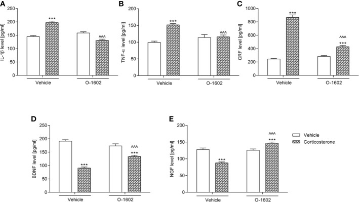 Influence of the 7-day intravenous administration of O-1602 (0.25 mg/kg/day) on the levels of (A) interleukin 1-β (IL-1β) (B) tumor necrosis factor alpha (TNF-α), (C) corticotropin-releasing factor (CRF), (D) brain-derived neurotrophic factor (BDNF), and (E) nerve growth factor (NGF) in the hippocampus of rats subjected to the 14-day corticosterone treatment (20 mg/kg/day, subcutaneously). The values represent the mean + SEM (n = 14-15 animals per group). ***p < 0.001 versus vehicle-treated group, ^^^p < 0.001 versus corticosterone-treated group (Bonferroni’s post hoc test).
