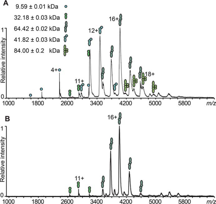 ESI-MS comparison of the oligomerization occurring in CD27L wild type (A) and CD27L RBSKO mutant endolysin (B). Filled circles, CBD; filled juggling clubs, full-length protein. The assigned protein species are CBD monomer, FLCD27L monomer, FLCD27L homodimer, 1:1 FLCD27L/CBD heterodimer, and 2:2 FLCD27L/CBD heterotetramer.