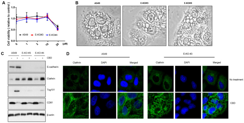 Irrelevance of E-cadherin to vesicle-formation components. (A) An MTT assay was performed with E-cadherin KO clones. (B) Morphological changes were microscopically observed with CBD-treated E-cadherin KO clones. (C) A Western blot analysis was performed to determine whether vesicle formation is regulated in E-cadherin KO clones. (D) Clathrin expression was also analyzed with an immunostaining experiment in A549 cells and E-cadherin KO clones.