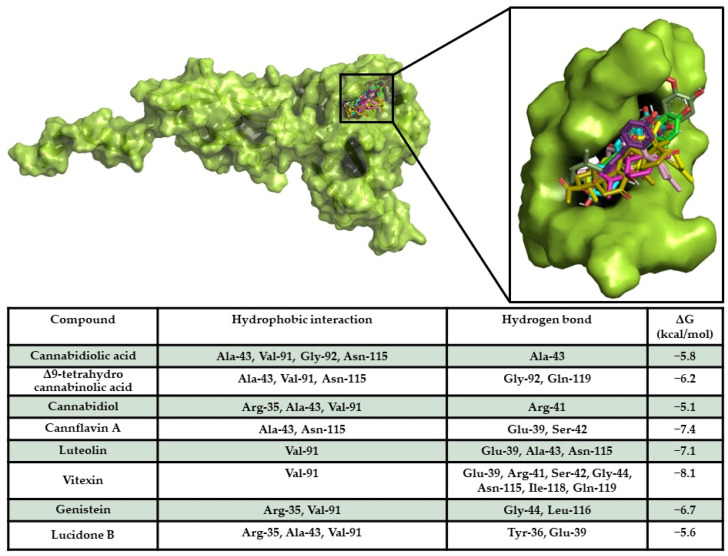 NF-κB p65/compound interaction overview. The 3D structure of the target is represented as a green surface/cartoon, while the 3D structures of compounds are reported as coloured sticks. The enlargement shows the docking pose of compounds within the target binding pocket. In the table, the interaction network and binding free energy of each compound against the target are shown.