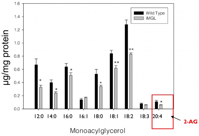 Decreased MG species levels in iMGL mice small intestine by LCMS analysis.(WT; n = 7, iMGL; n = 8). 2-AG, 2-arachidonoyl glycerol. Data represent mean ± S.E. * p<0.05, ** p<0.01 versus wild type littermates.