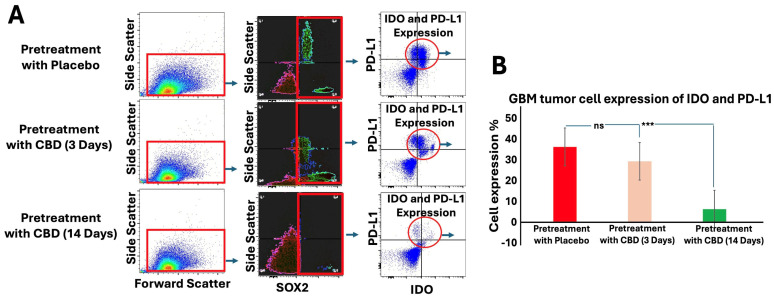 Inhaled CBD Pretreatment Decreases Immune Evasion Signals in GBM. (A) Flow cytometry analysis was used to assess the expression of immune evasion signals, IDO and PD-L1, in GBM tumors following 14 days of inhaled CBD pretreatment. Tumor cells were identified based on forward light scatter (FSC) and side light scatter (SSC) (left panels), followed by gating for SOX2 expression, a marker of stem-like properties (middle panels). Dot plots show the reduction of IDO and PD-L1 expression specifically in SOX2-positive cells following 14-day CBD pretreatment. (B) Quantification of IDO and PD-L1 expression in SOX2-positive cells revealed a significant decrease in both markers after 14-day CBD pretreatment (*** p < 0.001, ns = not significant), compared to the placebo and 3-day CBD groups. These results suggest that prolonged CBD pretreatment reduces immune evasion signals in GBM, particularly in stem-like tumor cells, potentially enhancing anti-tumor immunity.