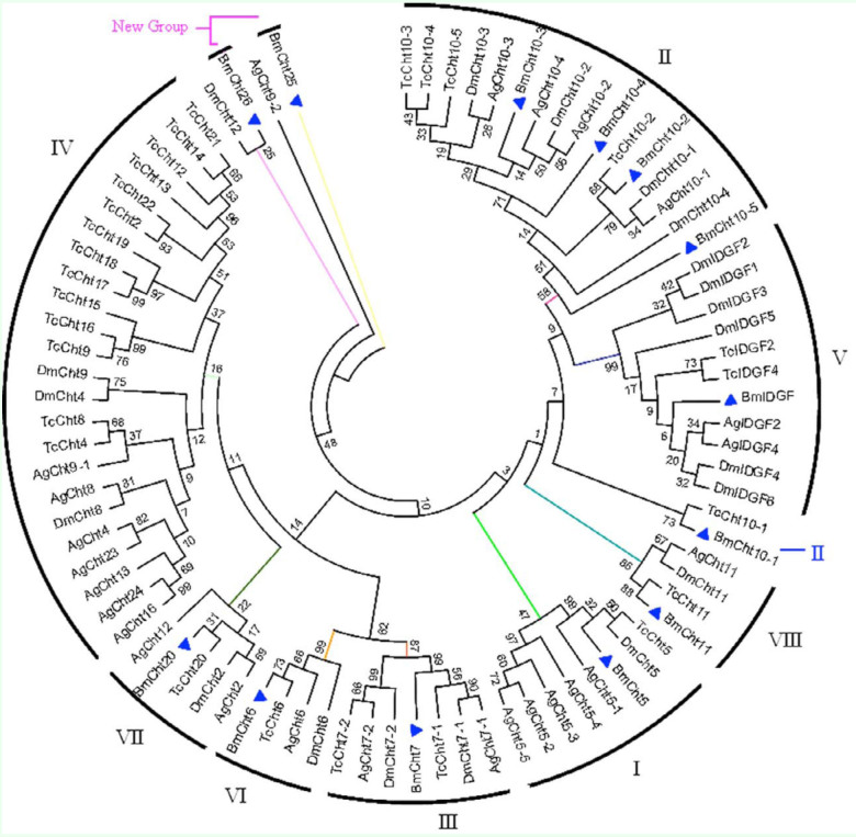 Phylogenetic analysis of Bombyx mori and other insect chitinase proteins. A phylogenetic tree was constructed by the neighbor-joining method based on catalytic domain sequences. Sequences used for the analysis are: NP_477298.2 (DmCht2), NP_524962.2(DmCht4), NP_572598.1 (DmCht6), NP_647768.2 (DmCht7), NP_611542.1 (DmCht8), NP_611543.3 (DmCht9), EAA46011.1 (DmCht10), NP_572361.1 (DmCht11), NP_726022.1 (DmCht12), NP_477258.1 (DmIDGF1), NP_477257.2(DmIDGF2), NP_723967.1 (DmlDGF3), NP_727374.1 (DmlDGF4), NP_61121.3 (DmlDGF5), NP_477081.1 (DmlDGF6), NP_00103451 6.3 (TcCht2), NP_001073567.1 (TcCht4), NP_0041034524.1 (TcCht5), XP_967813.1 (TcChto), NP_001036035.1 (TcCht7), NP_001038094.1 (TcCht8), NP_001038096.1 (TcCht9), NP_001036067.1 (TcCht10), XP_974461.1 (TcCht11), XP_972802.2 (TcCht12), NP_001036034.1 (TcCht13), XP_973005.1 (TcCht14), XP_973077.1 (TcCht15), NP_001034515.1 (TcCht16), XP_972719.1 (TcCht17), XP_973161.2 (TcCht18), XP_973119.2 (TcCht19), XP_970191.2(TcCht20), NP_001034517.1 (TcCht21), NP_001038095.1 (TcCht22), NP_001038092.1 (TclDGF2), NP_001038091.1 (TclDGF4), XP_315650.4 (AgCht2), XP_315351.4 (AgCht4), HQ456129 (AgCht5-1), HQ456130 (AgCht5-2), HQ456131 (AgCht5-3), HQ456132 (AgCht5-4), HQ456133 (AgCht5-5), XP_001 687765.2 (AgCht6), XP_308858.4 (AgCht7), XP_316448.2 (AgCht8), XP_307732.4 (AgCht9), XP_001238192.2 (AgCht10), XP_310662.4 (AgCht11), XP_316142.4 9 (AgCht12), XP_3 14312.4 (AgCht 13), XP_3 19801.4 (AgCht16), XP_001 688641.1 (AgCht23), XP_31 6256.4 (AgCht24), XP_001237925.1 (Ag IDGF2), XP_317398.3 (AglDGF4). High quality figures are available online.